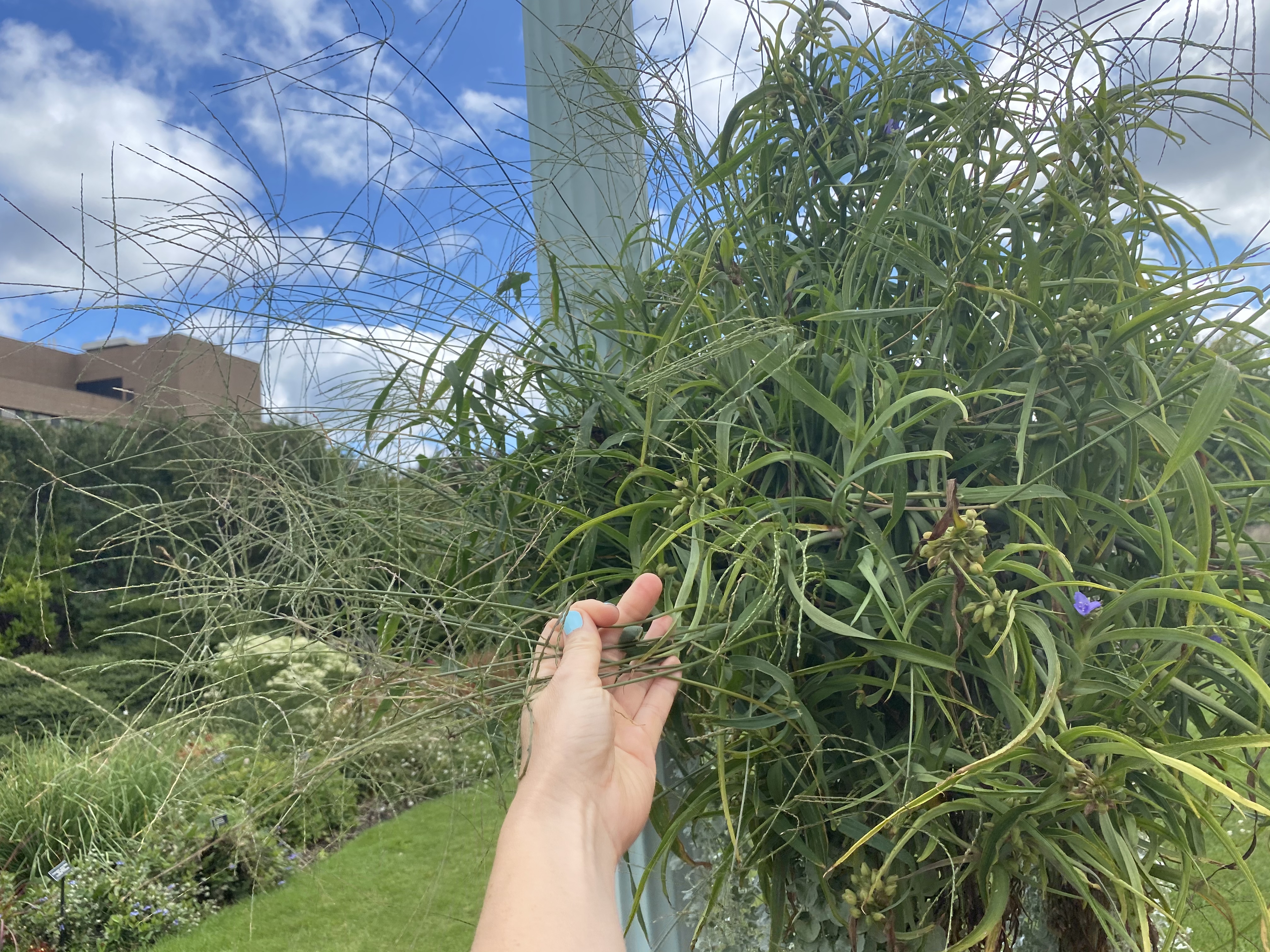 Crabgrass growing undetected in a hanging basket can be a source of seeds entering the surrounding turf grass and landscape.